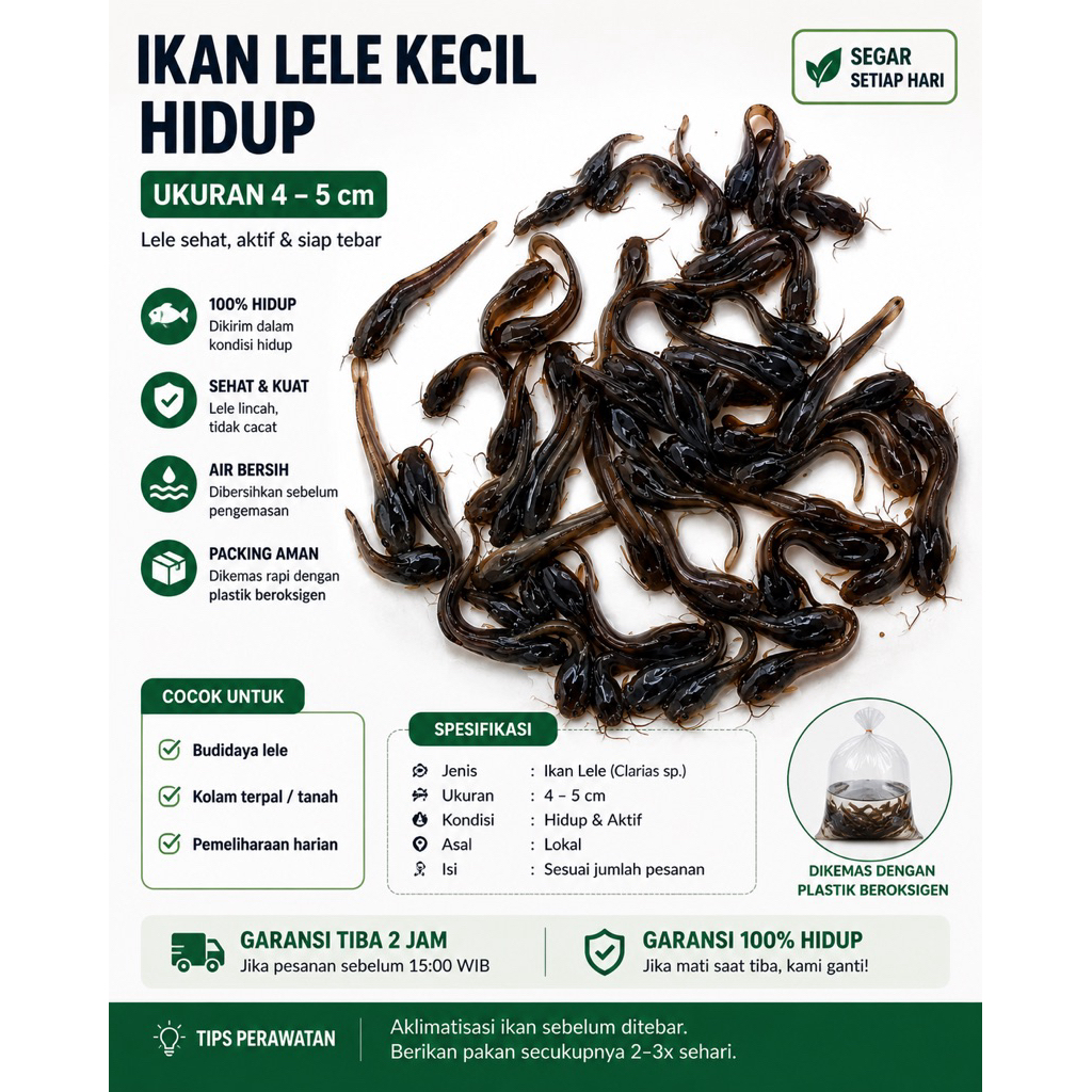 Ikan lele kecil hidup uk 4 - 5 cm