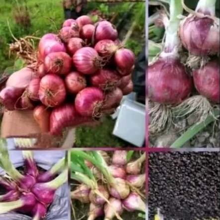 biji benih bawang merah Lokananta