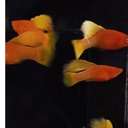 hiasan platy sunrise hifin