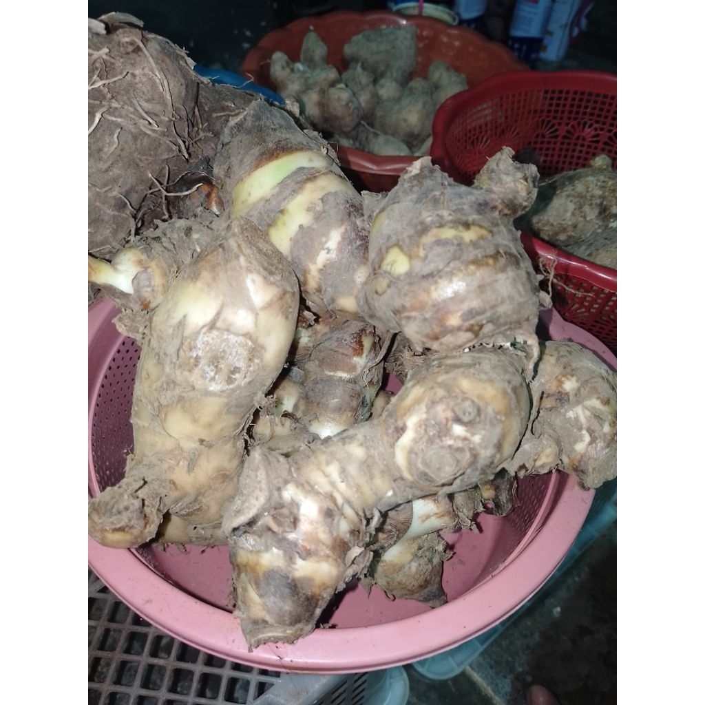 Makanan tradisional Ganyong asli dari lereng muria
