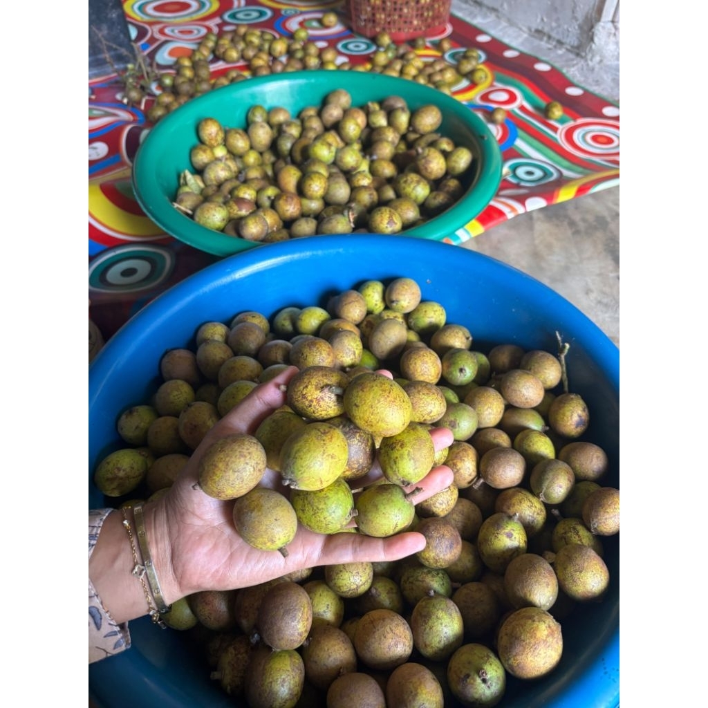 buah matoa segar 1 kg manis bertekstur