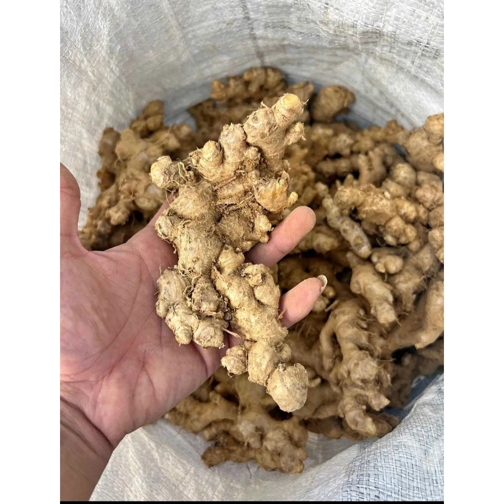 Jahe Emprit/Paris Segar 1 Kg | Jahe Dapur Pilihan Berkualitas