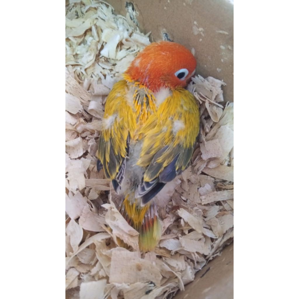 lolohan Lovebird biola euwing gold