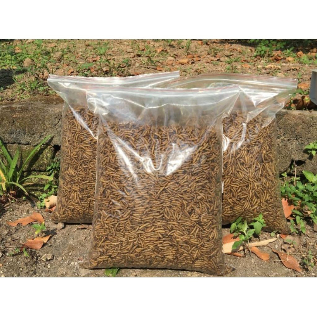 maggot kering/maggot hidup / prepupa / pupa / telor bsf/ ulat bsf kering grade A+