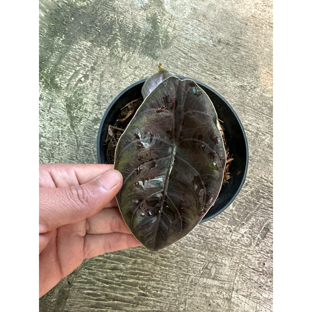 Tanaman hias alocasia azlanii