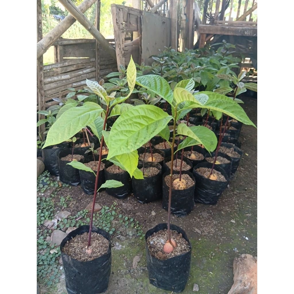 Seedling alpukat (siap okulasi) batang bawah