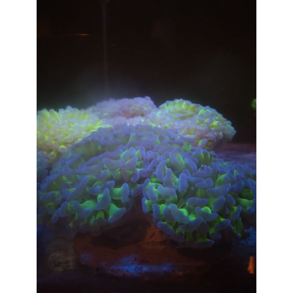 Siwalan Hijau Tip Ungu [Koloni] - Purple Tip Hammer Coral