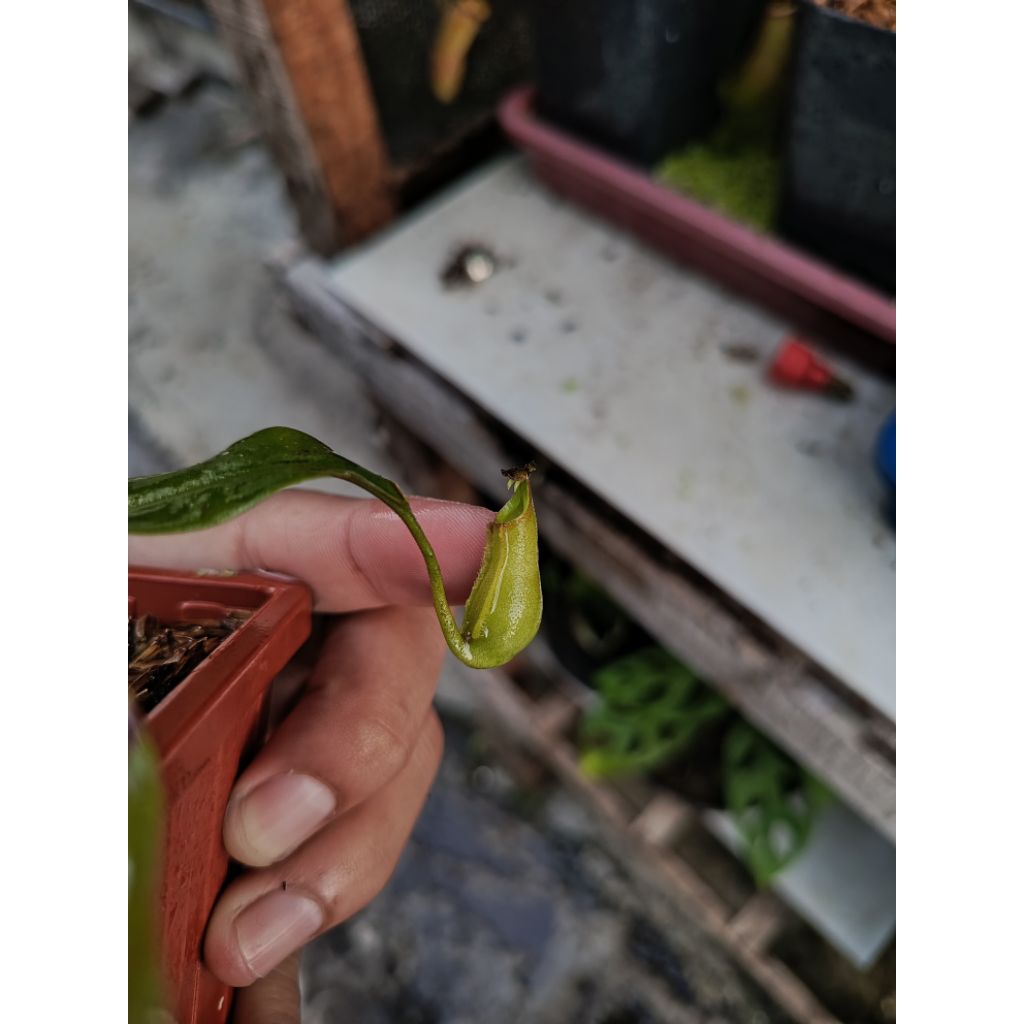 Nepenthes Bicalcarata | Tanaman Carnivora | Tanaman hias | Tanaman pemakan serangga | Tanaman langka