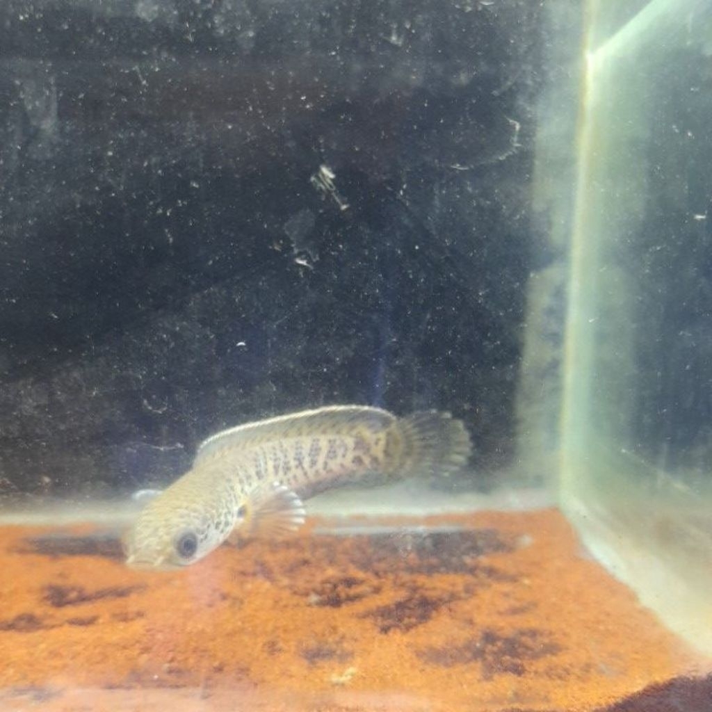 auranti gradeB