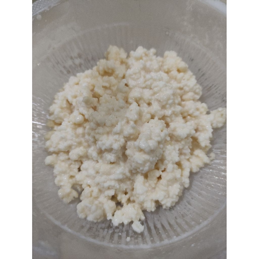 BIBIT KEFIR - KEFIR GRAIN - BIJI KEFIR (BIBIT GEMUK BERKUALITAS RUTIN DIBUAT FERMENTASI)