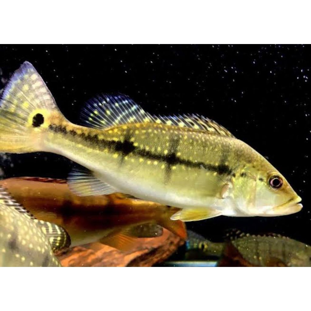 kebutuhan hiasan pbass xingu pure