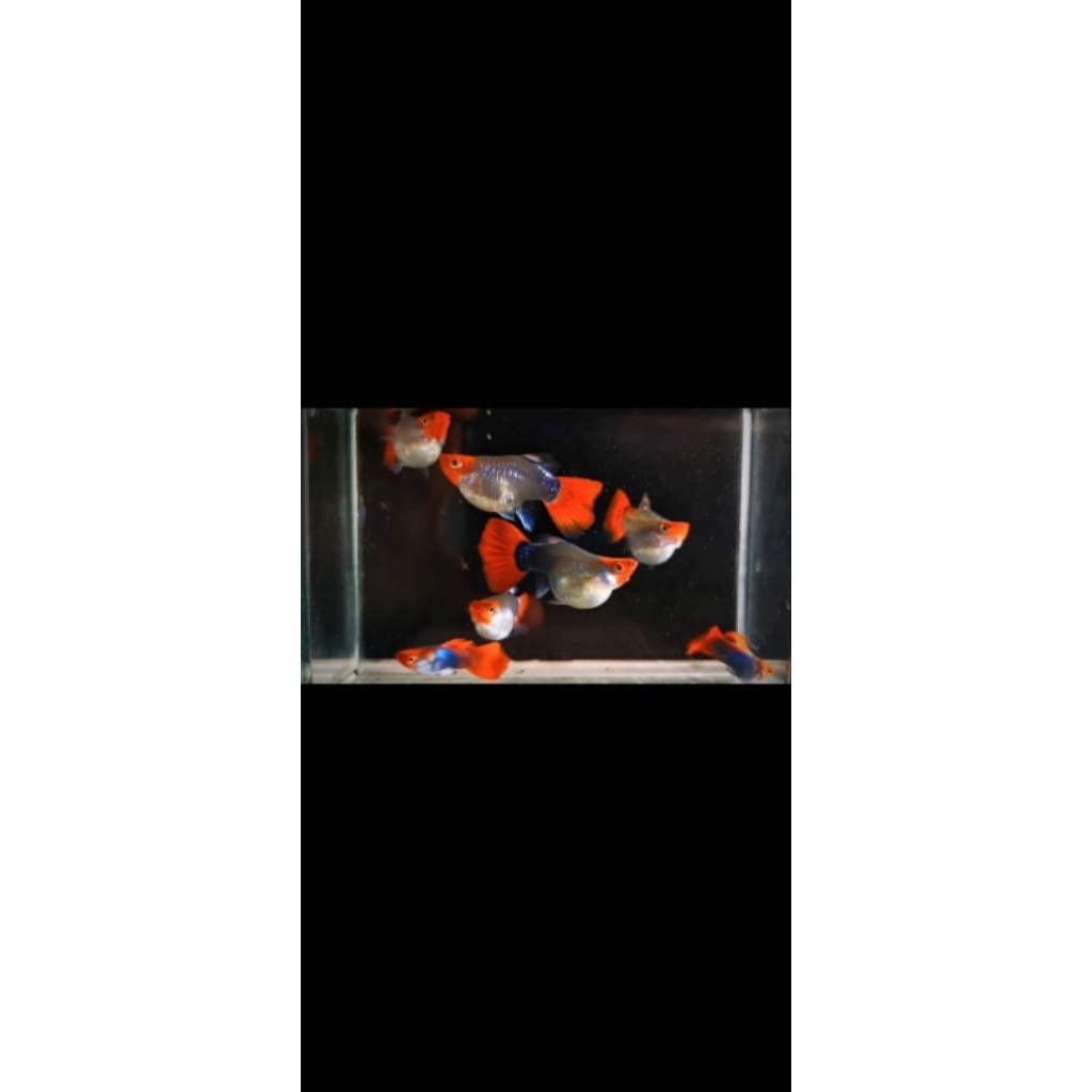 Dekorasi Aquarium Siap Ternak Guppy Indukan - Desain Realistis, Mudah Dipasang, Tingkatkan Kesehatan