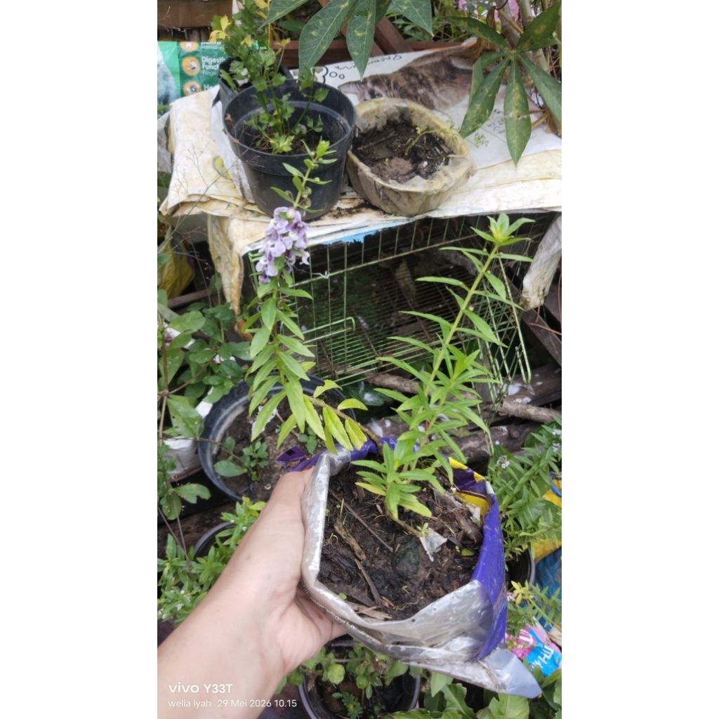 Bibit Bunga Lavender