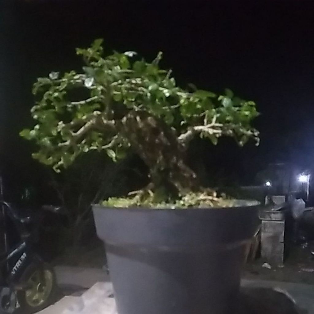 Bonsai serut small