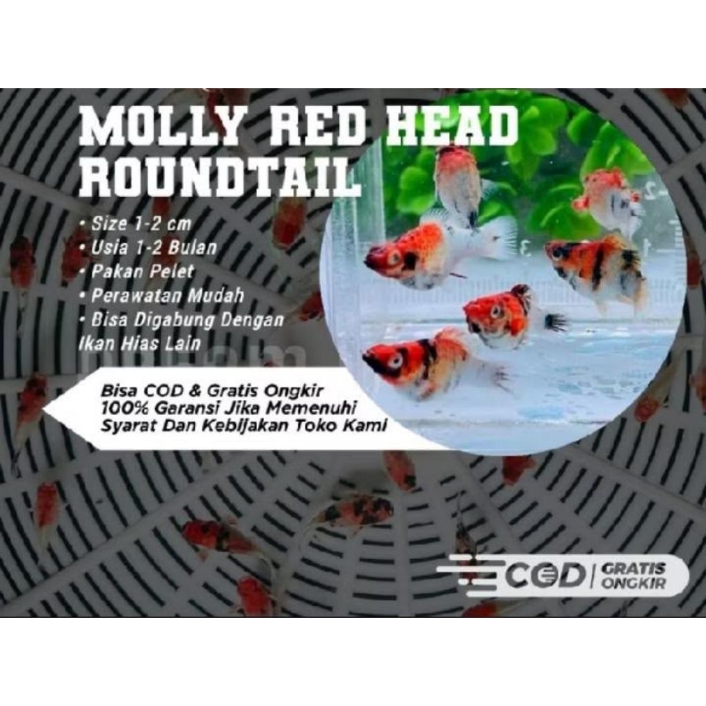 BURAYAK IKAN MOLLY BALON RED HEAD ROUNDTAIL THAILAND