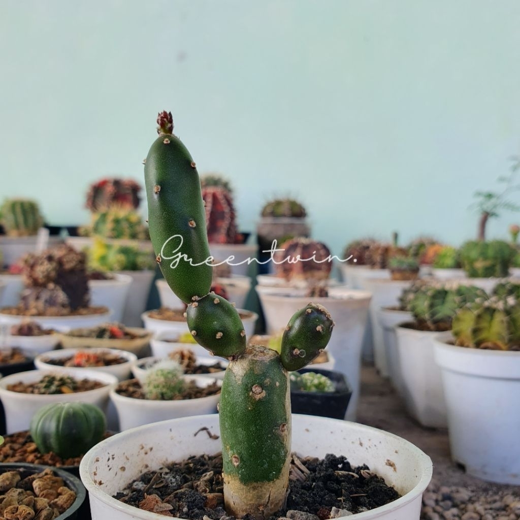 kaktus | opuntia "canterae"