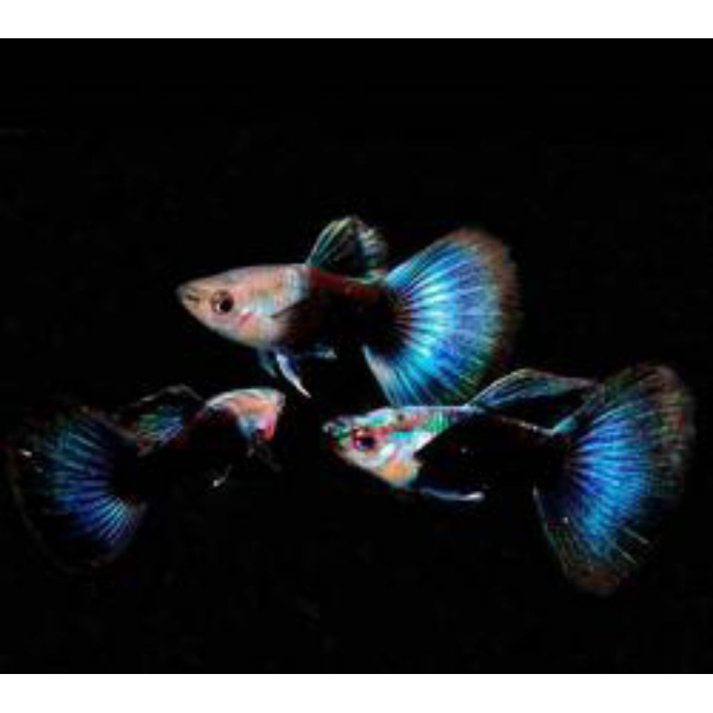 Hiasan Aquarium HB Blue SB