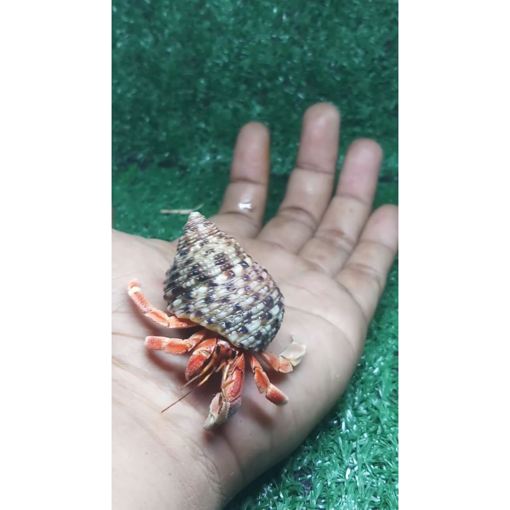 edukasi kelomang merah