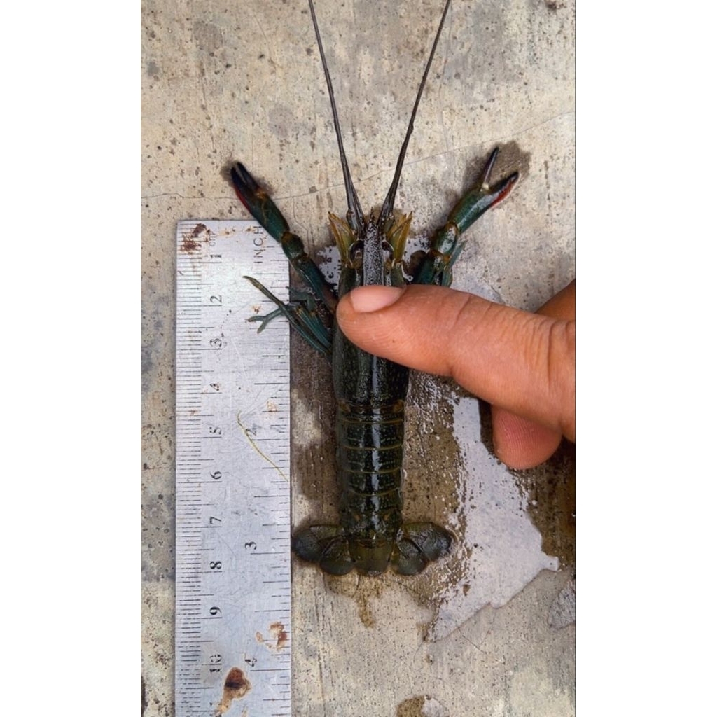 Benih Lobster AirTawar / Red claw Uk. 3inch