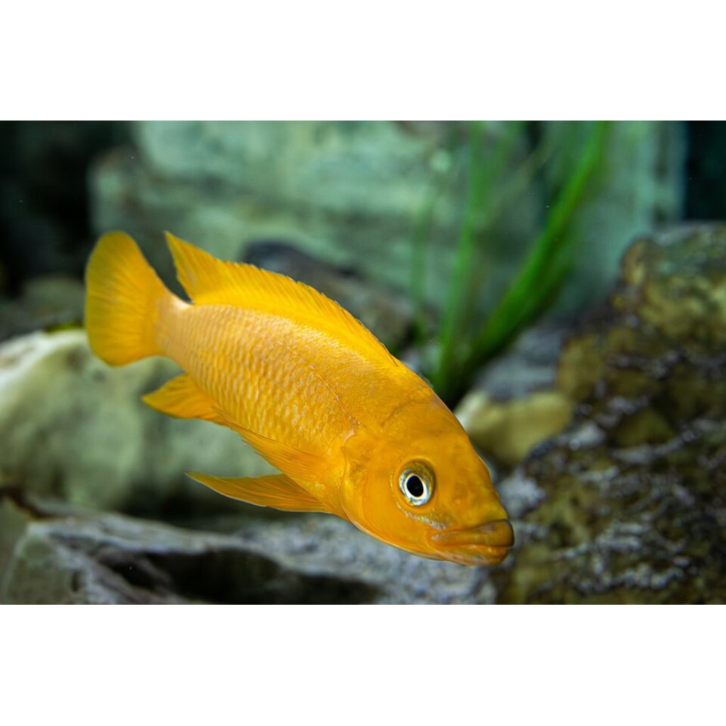 Ikan cichlid lemon.