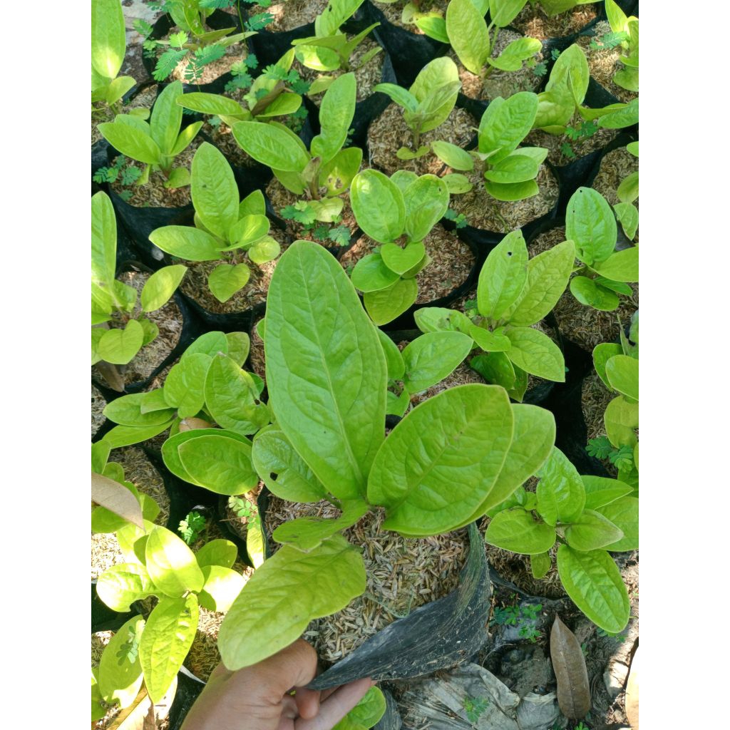 Jemani golden anthurium