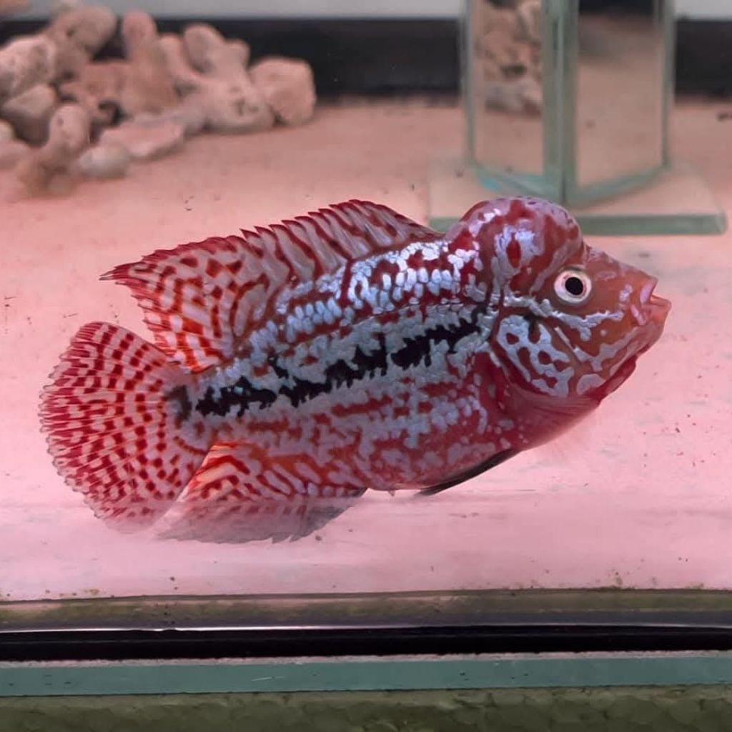 Hiasan aquarium kamfa F2 super vip thailand