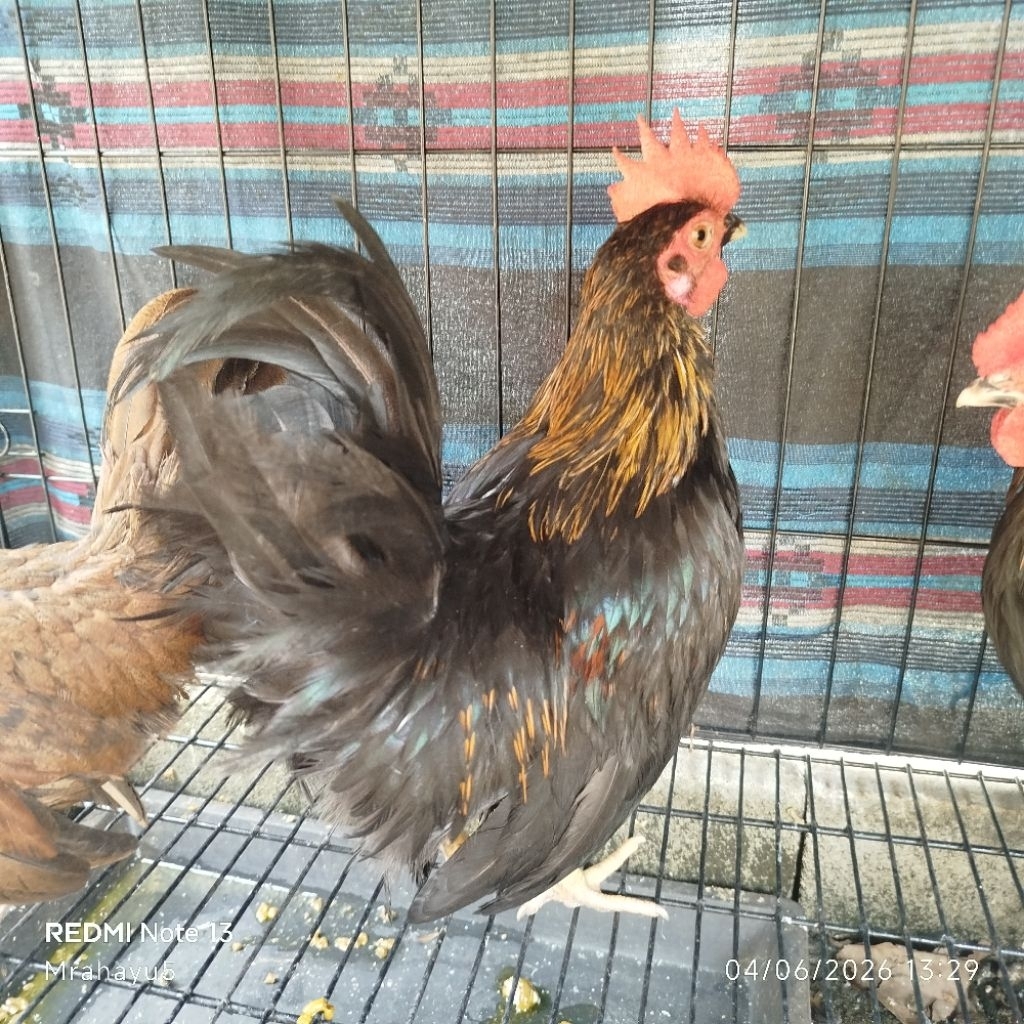 ayam Kate jantan dewasa