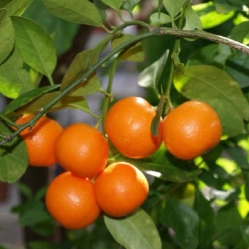Bibit jeruk sunkist manis iris berbuah live
