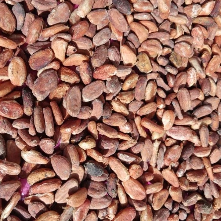 (100 gram ) Kakao / Biji Coklat / Kakao Kering / Biji Kakao / Biji Kakao Kering