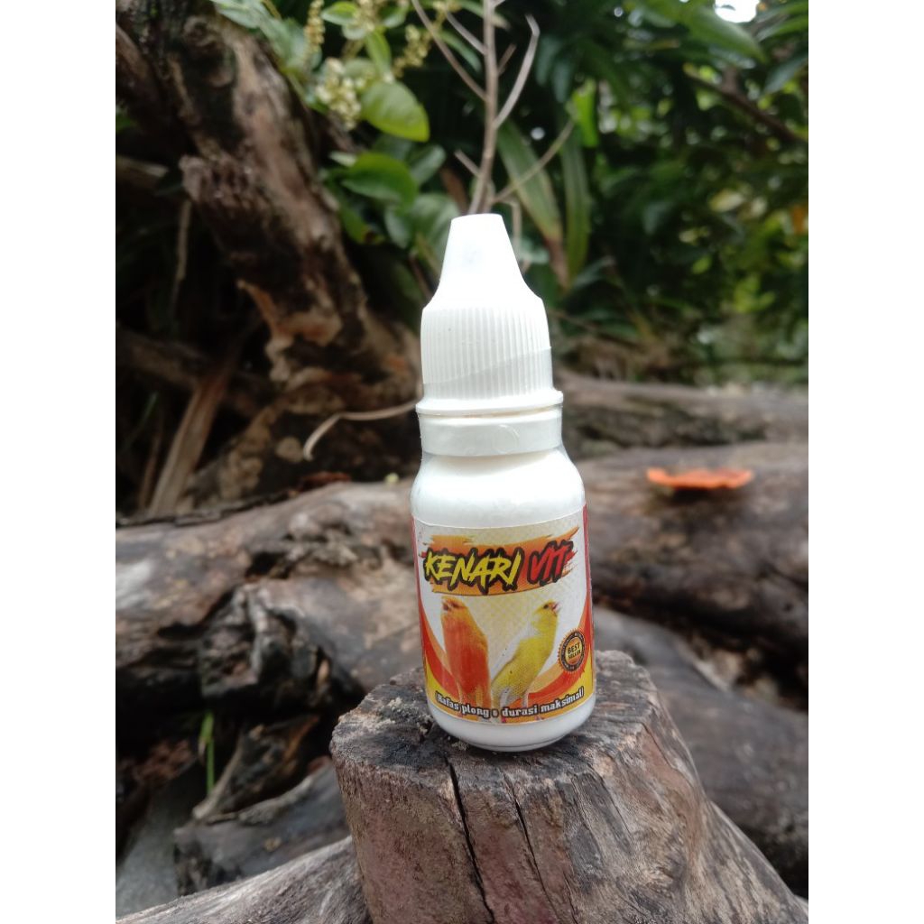 KENARI VIT Penggacor Burung Kenari Agar Roll Ngedur