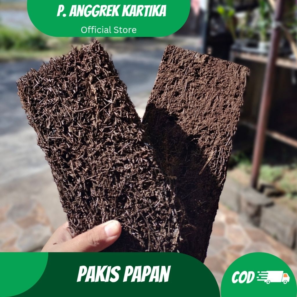 Pakis Papan Untuk Tempel Anggrek