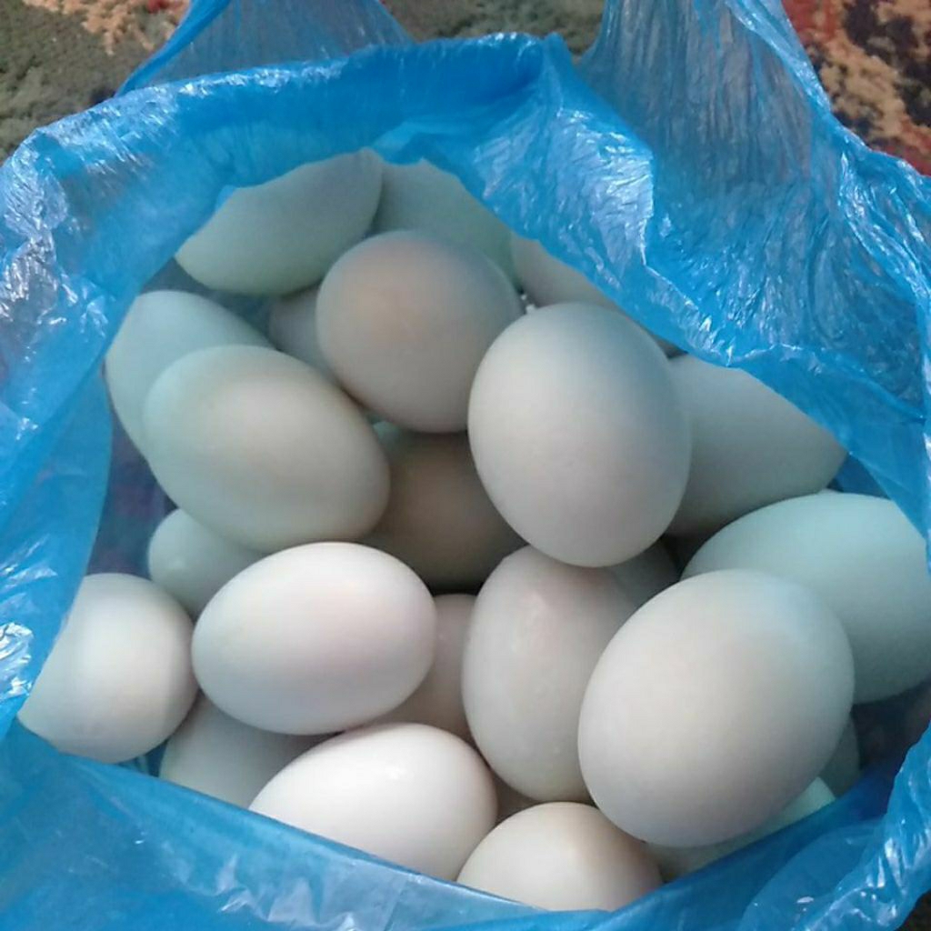 telur bebek campur fertil