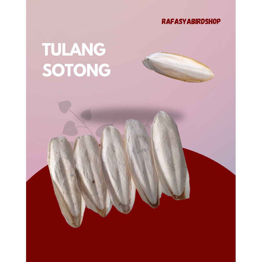 TULANG SOTONG