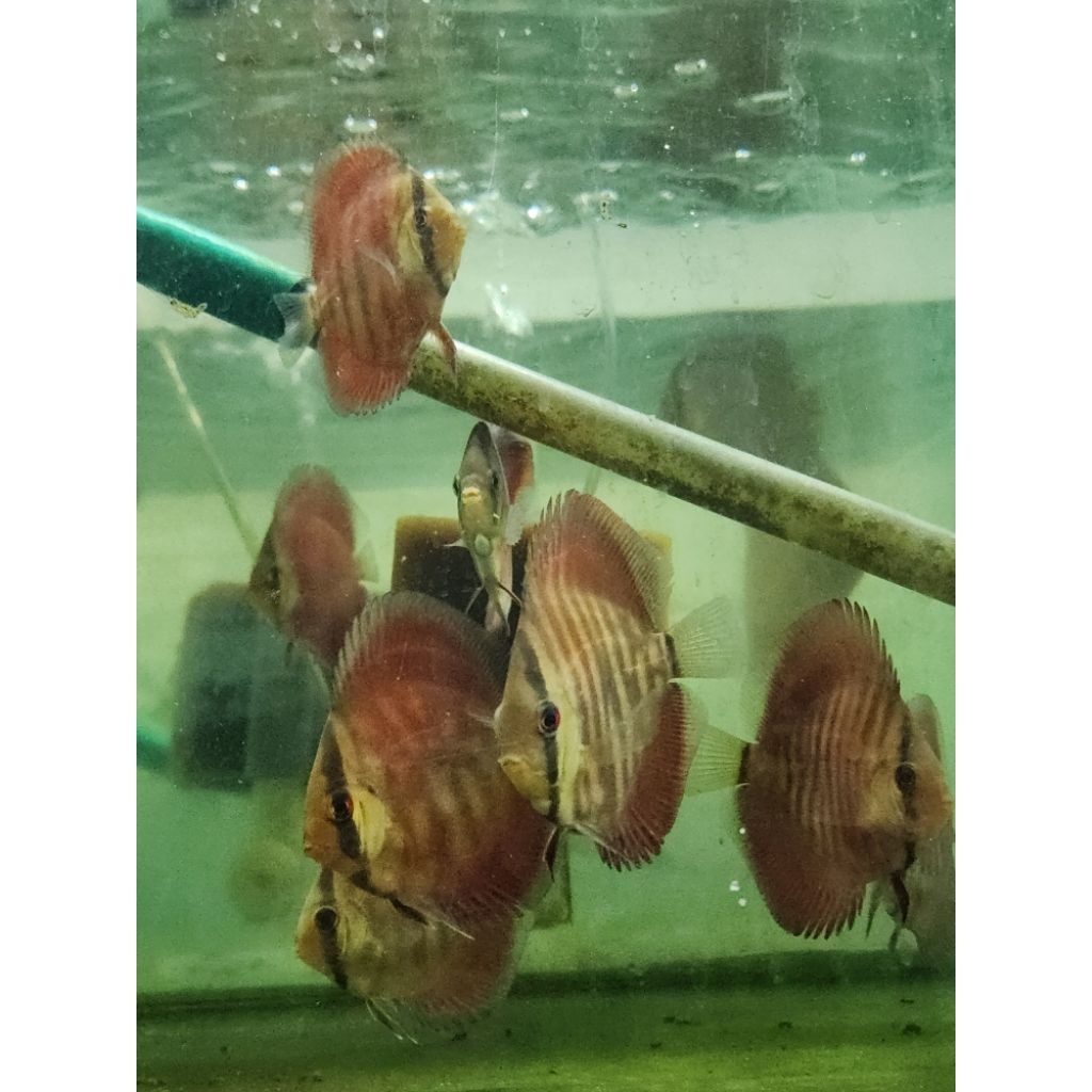 ikan discus sanmerah 2,5 inch