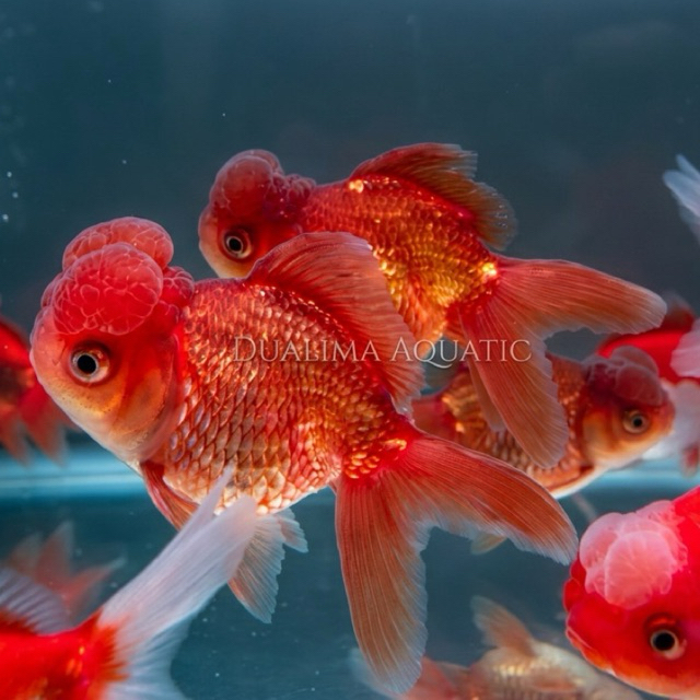 Koki Oranda Jambul Ceri