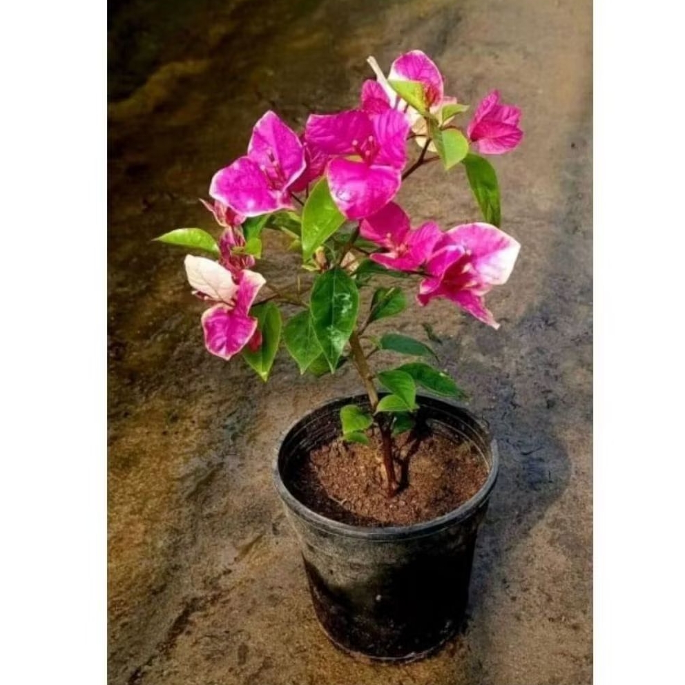 Tanaman bugenvil satu warna / tanaman bugenvil / bugenvil bunga kertas pink