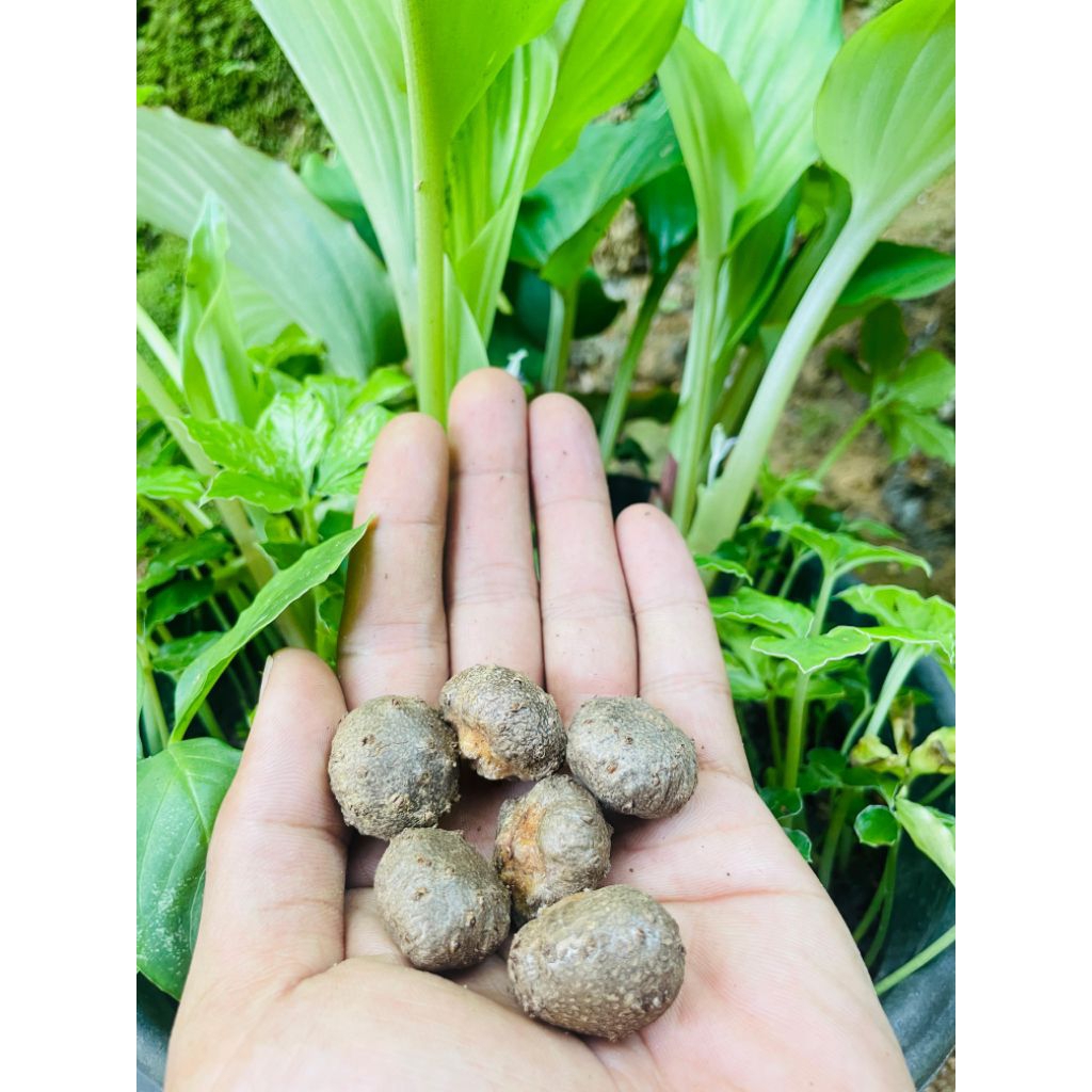 katak Porang bubil porang