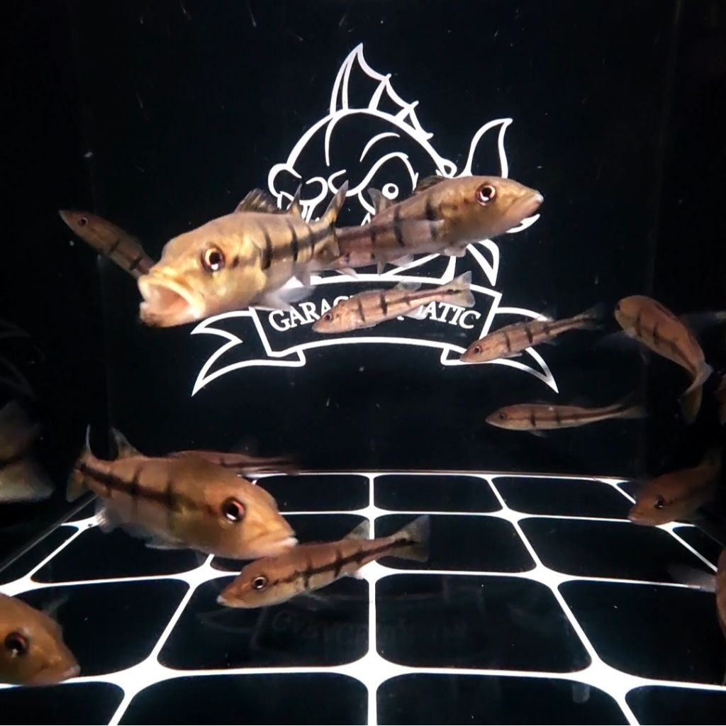 (INSTANT) PEACOCK BASS TEMENSIS PBASS IKAN HIAS PREDATOR AQUARIUM KOLAM