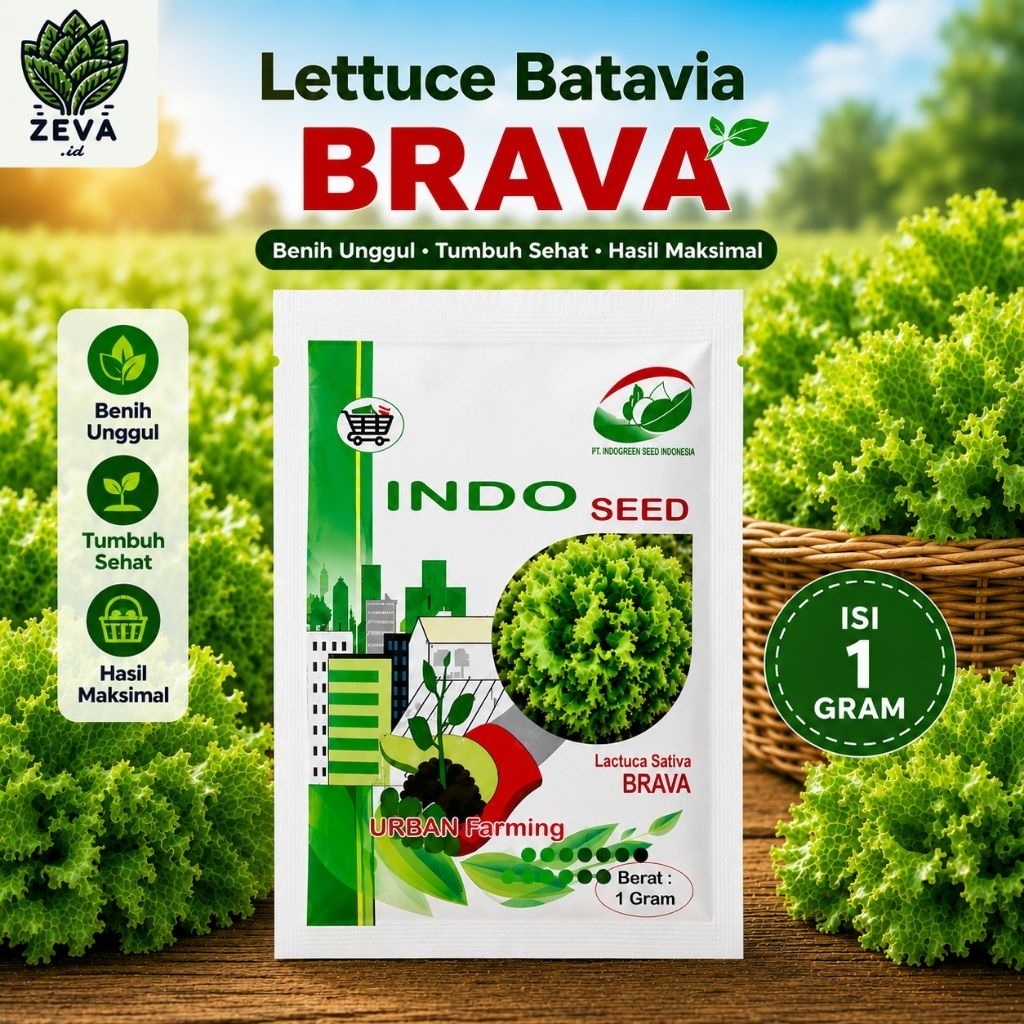 Benih Selada Batavia Brava - Indo Seed