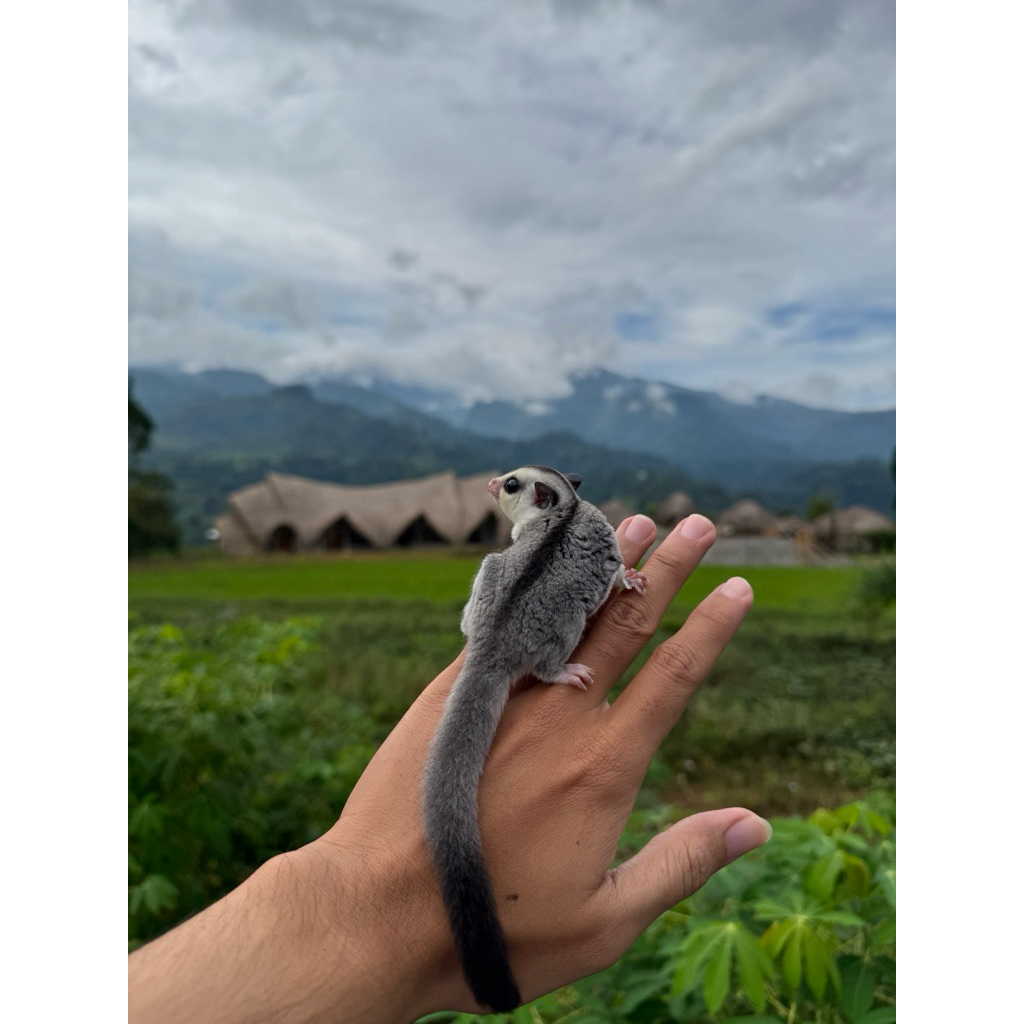 Sugar Glider White face
