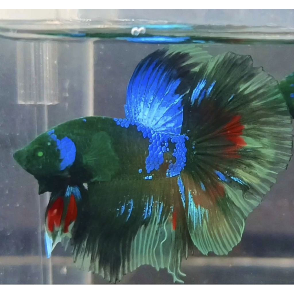 Pajangan Halfmoon Avatar Hulkk