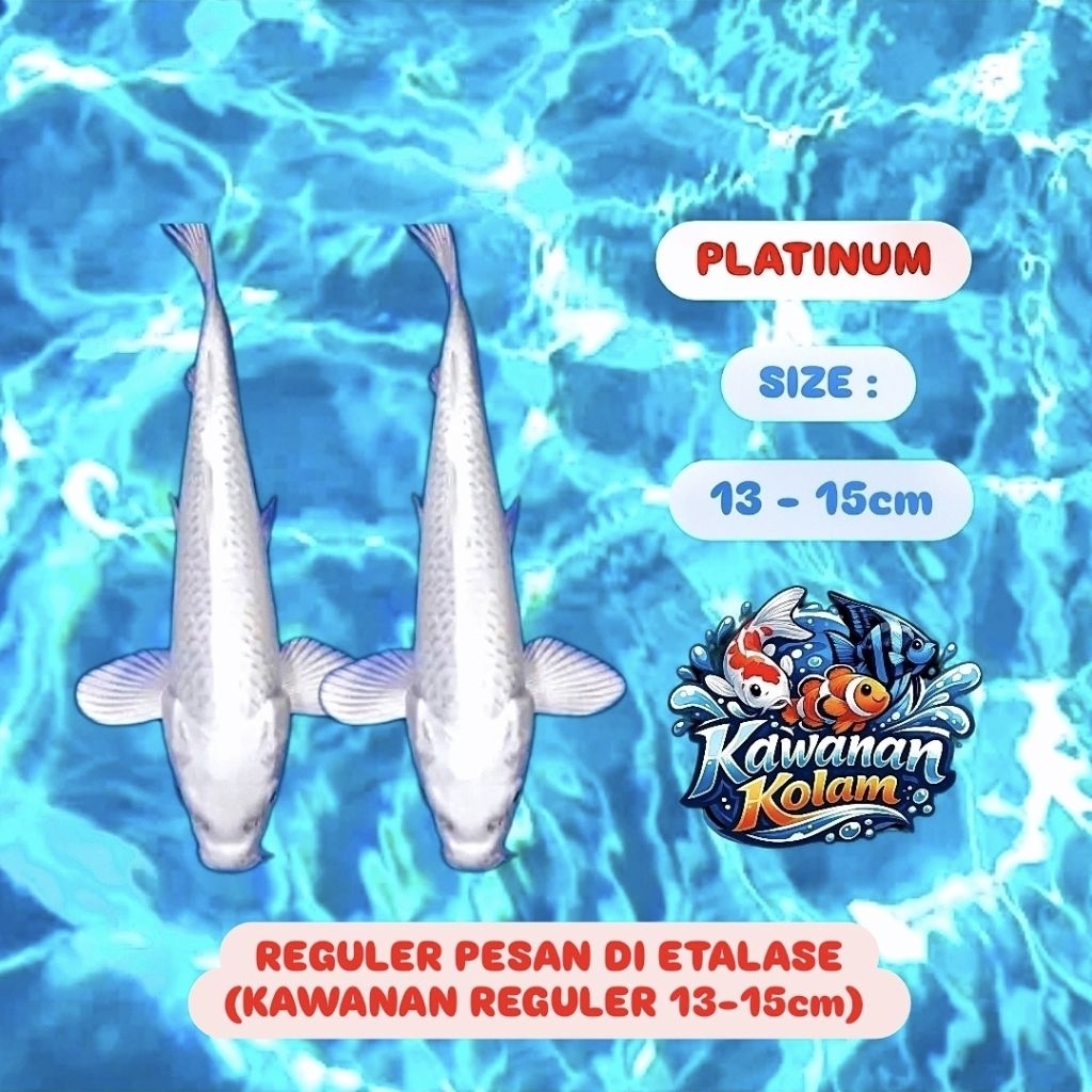 ( PLATINUM ) Sepasang Koi Blitar Size 13-15cm