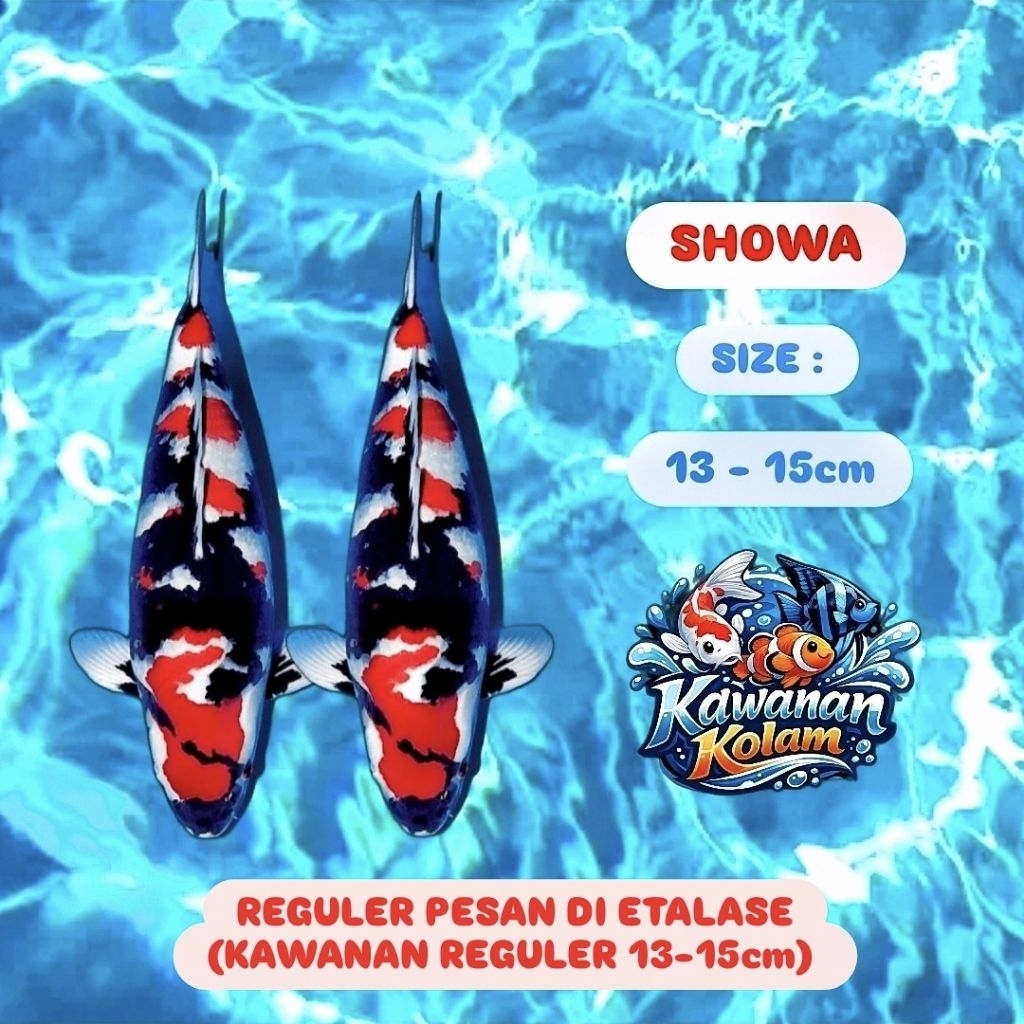 ( SHOWA ) Sepasang Koi Blitar Size ( 13-15cm )