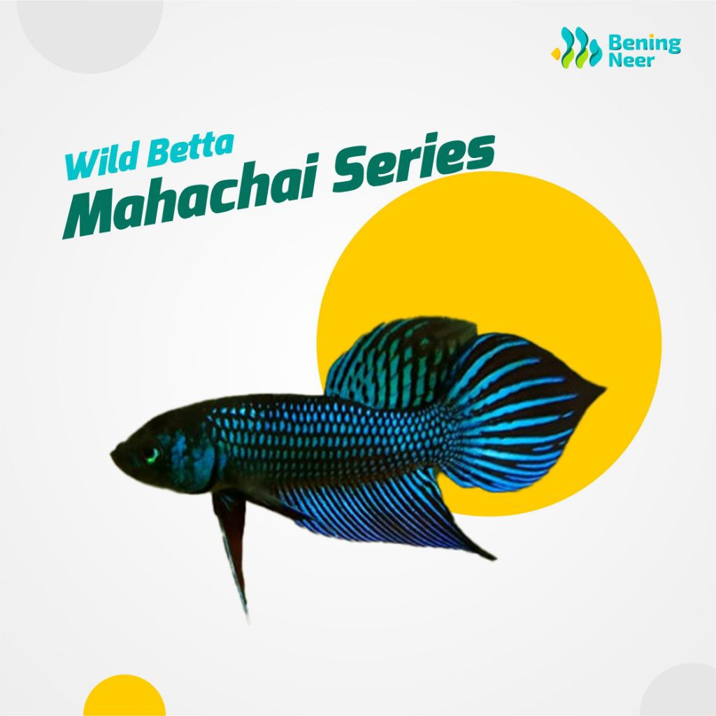 [Bening Neer] Wild Betta - Mahachai Series