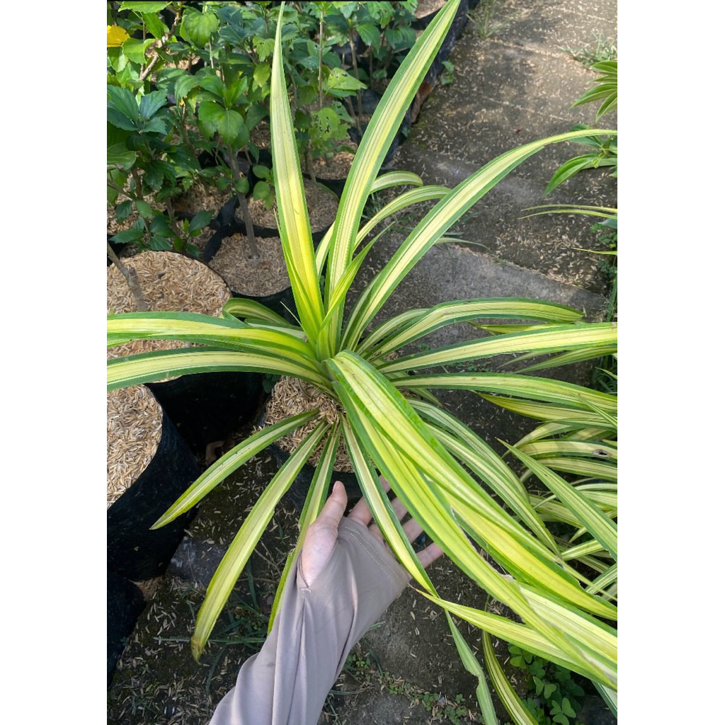 Tanaman pandan hias variegata - tanaman hias murah