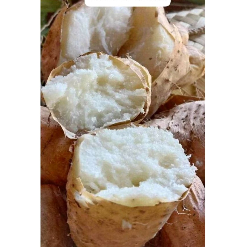 Umbi Gembili /gembili ketan fresh 3 kg ready