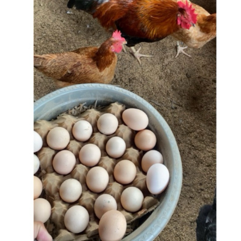 TELUR FERTIL/TELUR SIAP TETAS AYAM KUB 2 JANAKA