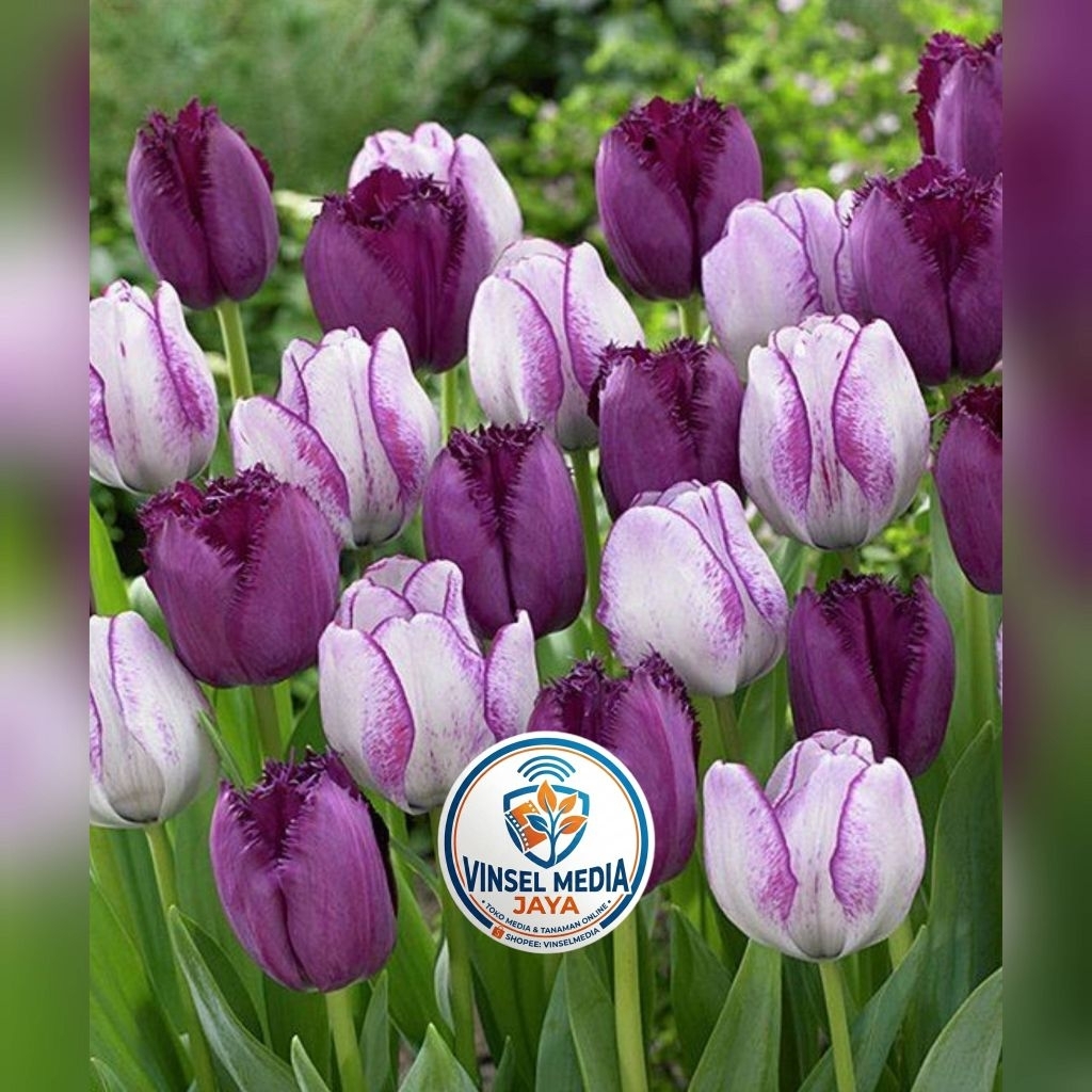 [IMPORT] Umbi Bunga Tulip Hidup Purple white Premium - Bibit Bunga Tulip Asli Siap Tanam Tanaman Hia
