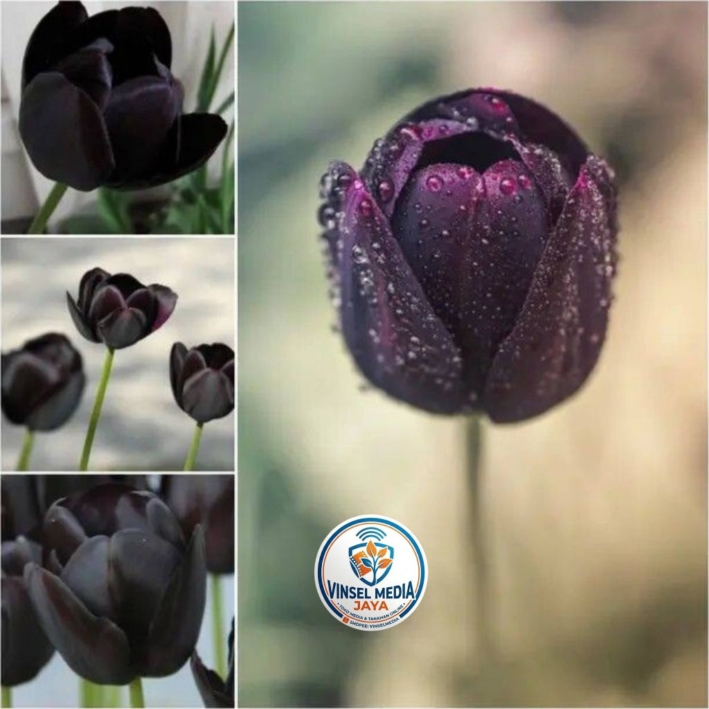 [IMPORT] Umbi Bunga Tulip Hidup Hitam pekat Premium - Bibit Bunga Tulip Asli Siap Tanam Tanaman Hias