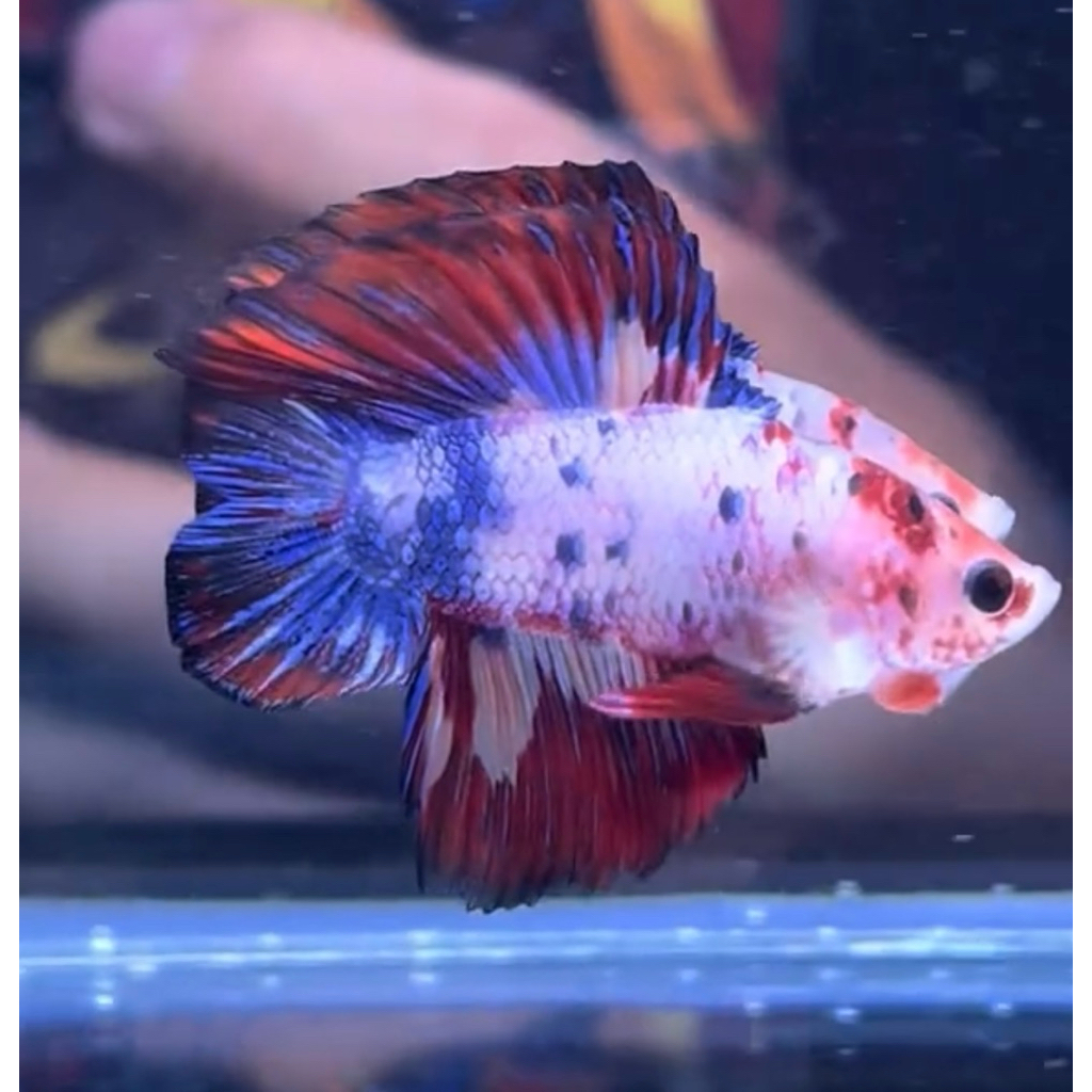 cupang plakat double tail fancy pkdt